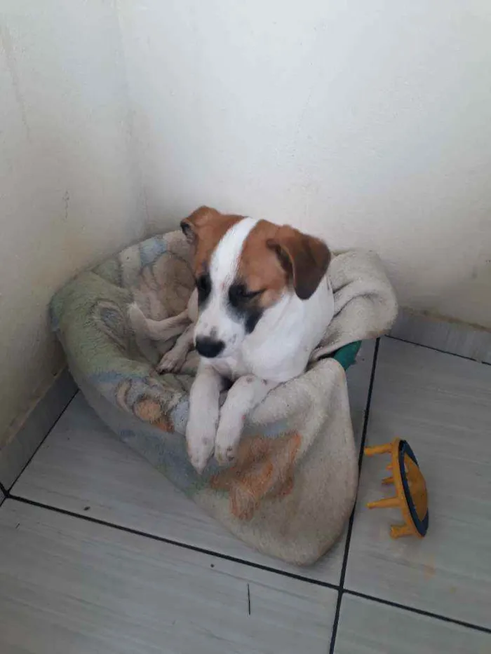 Cachorro raça Jack Russel Terrier  idade 2 a 6 meses nome Boby