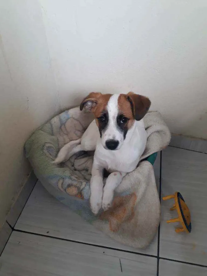 Cachorro raça Jack Russel Terrier  idade 2 a 6 meses nome Boby