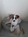 Boby
