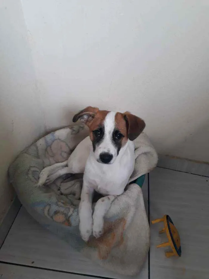 Cachorro raça Jack Russel Terrier  idade 2 a 6 meses nome Boby