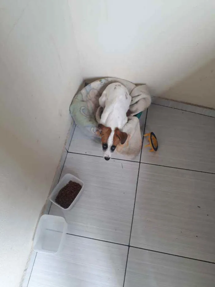 Cachorro raça Jack Russel Terrier  idade 2 a 6 meses nome Boby