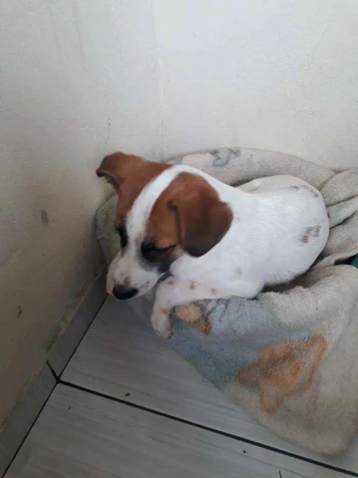 Cachorro raça Jack Russel Terrier  idade 2 a 6 meses nome Boby