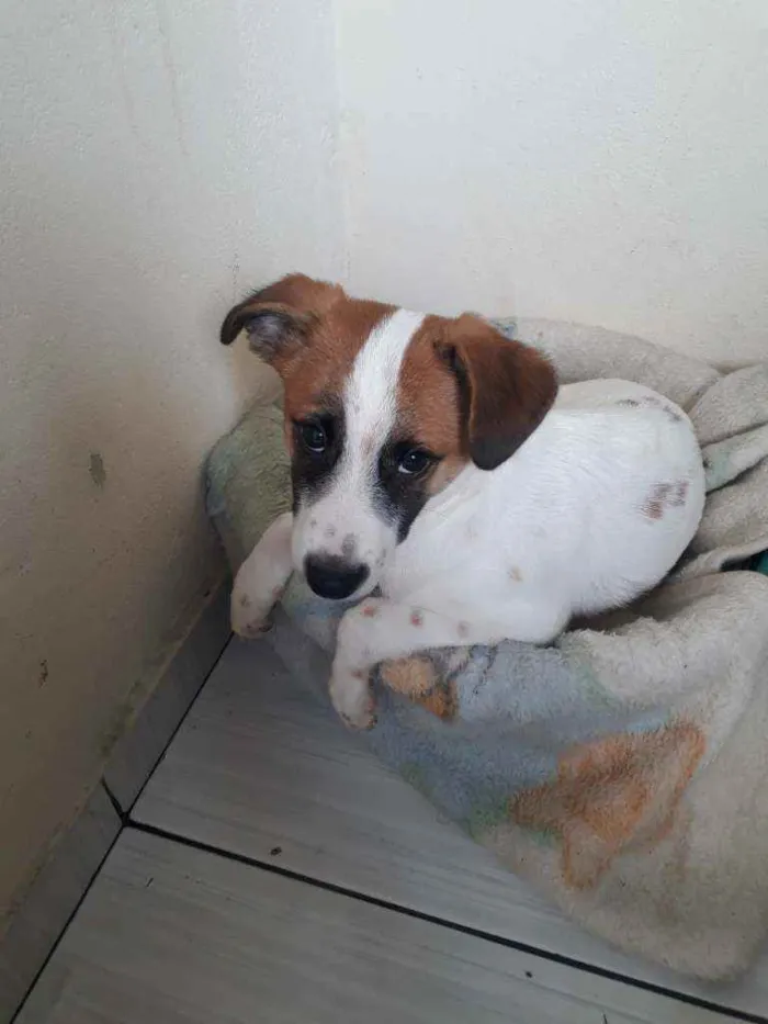 Cachorro raça Jack Russel Terrier  idade 2 a 6 meses nome Boby