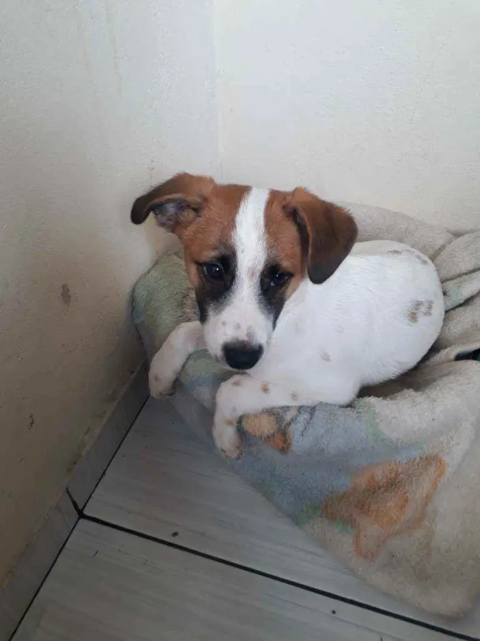 Cachorro raça Jack Russel Terrier  idade 2 a 6 meses nome Boby