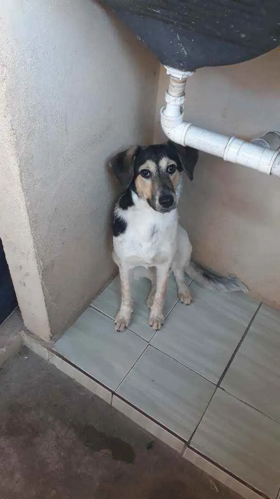 Cachorro raça Indefinida  idade 7 a 11 meses nome Princesa 