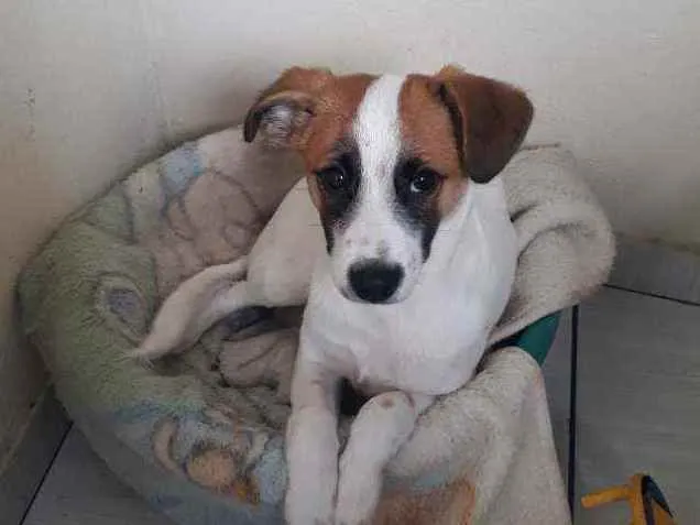 Cachorro raça Jack Russel Terrier  idade 2 a 6 meses nome Boby