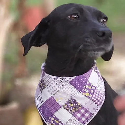 Cachorro ra a srd idade 6 ou mais anos nome Judite