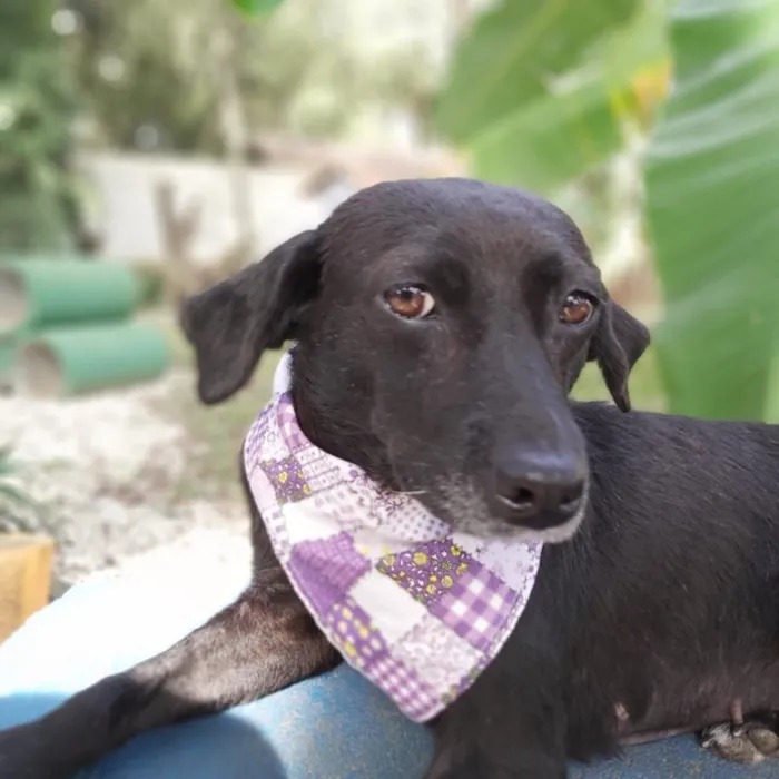 Cachorro ra a srd idade 6 ou mais anos nome Judite