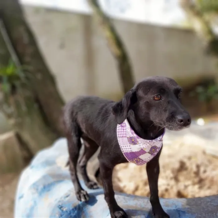 Cachorro ra a srd idade 6 ou mais anos nome Judite