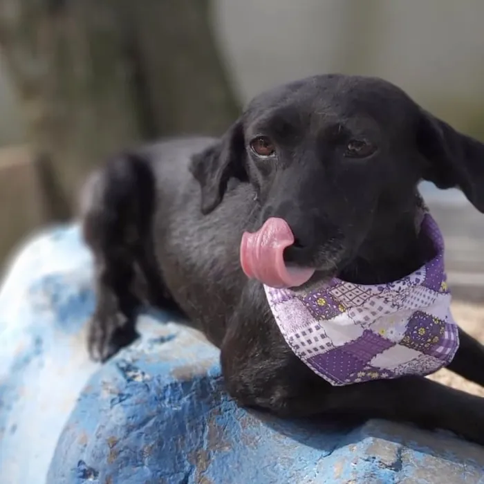 Cachorro ra a srd idade 6 ou mais anos nome Judite
