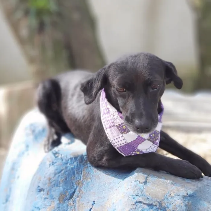 Cachorro ra a srd idade 6 ou mais anos nome Judite