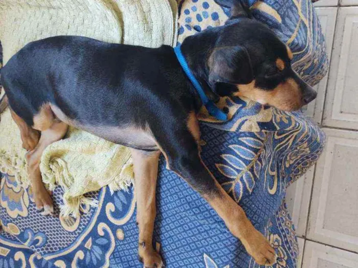 Cachorro ra a Pinscher idade 7 a 11 meses nome Sem nome