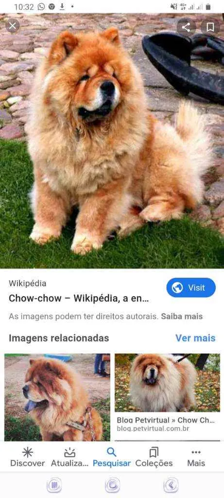 Cachorro raça Chawchaw idade 5 anos nome Jhonny