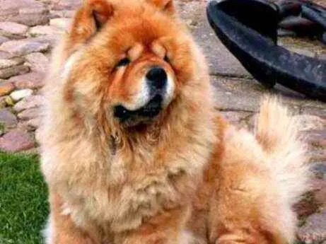 Cachorro raça Chawchaw idade 5 anos nome Jhonny