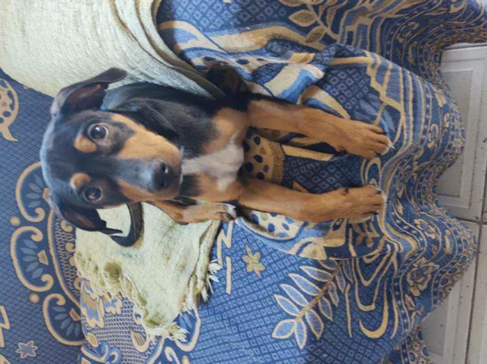 Cachorro ra a Pinscher idade 7 a 11 meses nome Sem nome