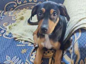 Cachorro raça Pinscher idade 7 a 11 meses nome Sem nome