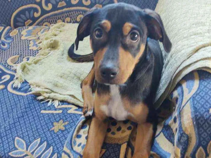 Cachorro ra a Pinscher idade 7 a 11 meses nome Sem nome