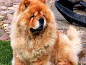Cachorro raça Chawchaw idade 5 anos nome Jhonny