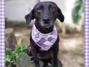 Cachorro raça srd idade 6 ou mais anos nome Judite