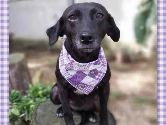 Cachorro ra a srd idade 6 ou mais anos nome Judite