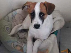 Cachorro raça Jack Russel Terrier  idade 2 a 6 meses nome Boby