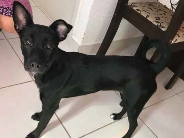 Cachorro ra a Labrador com vira lata idade 7 a 11 meses nome Lulu