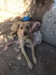 Mailow