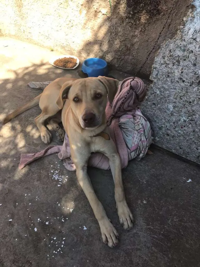 Cachorro ra a SRD idade 2 anos nome Mailow