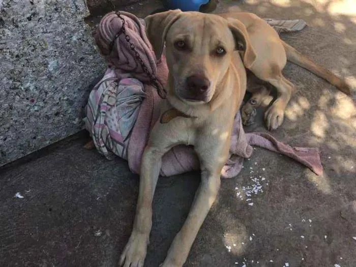 Cachorro ra a SRD idade 2 anos nome Mailow