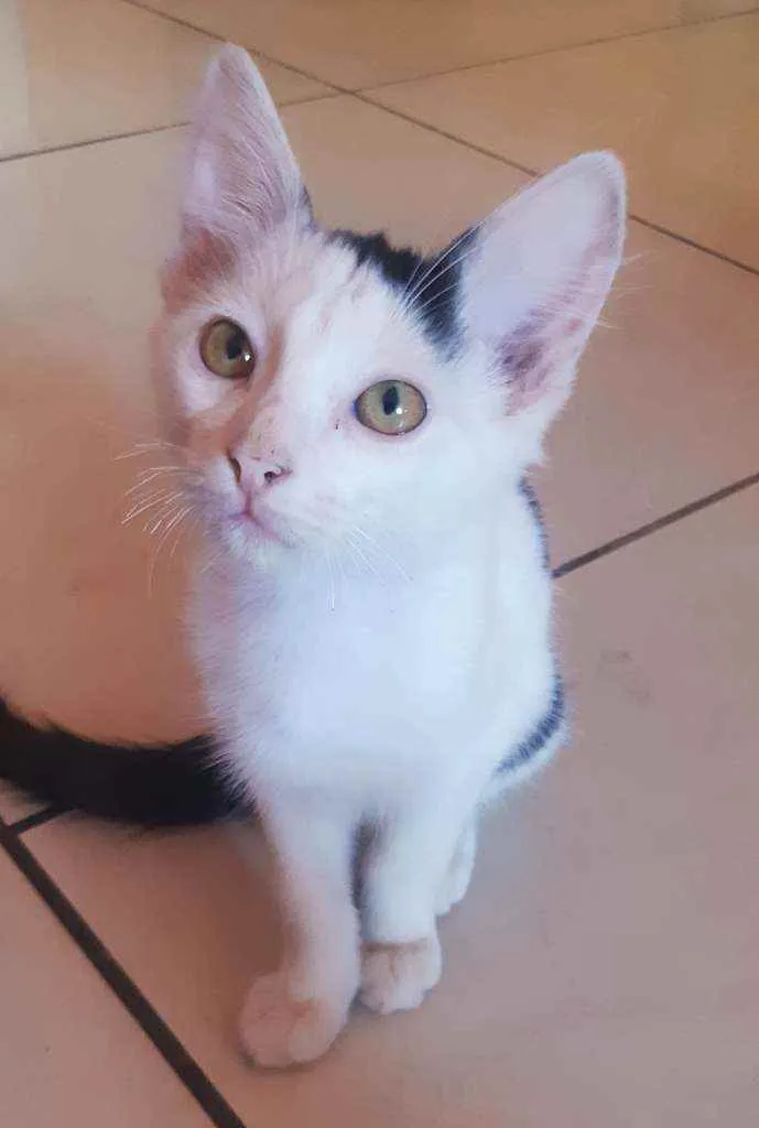 Gato ra a Mista idade 2 a 6 meses nome Ainda sem nome