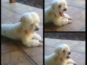 Cachorro raça Lhasa com maltês misturado idade 5 anos nome Lucky