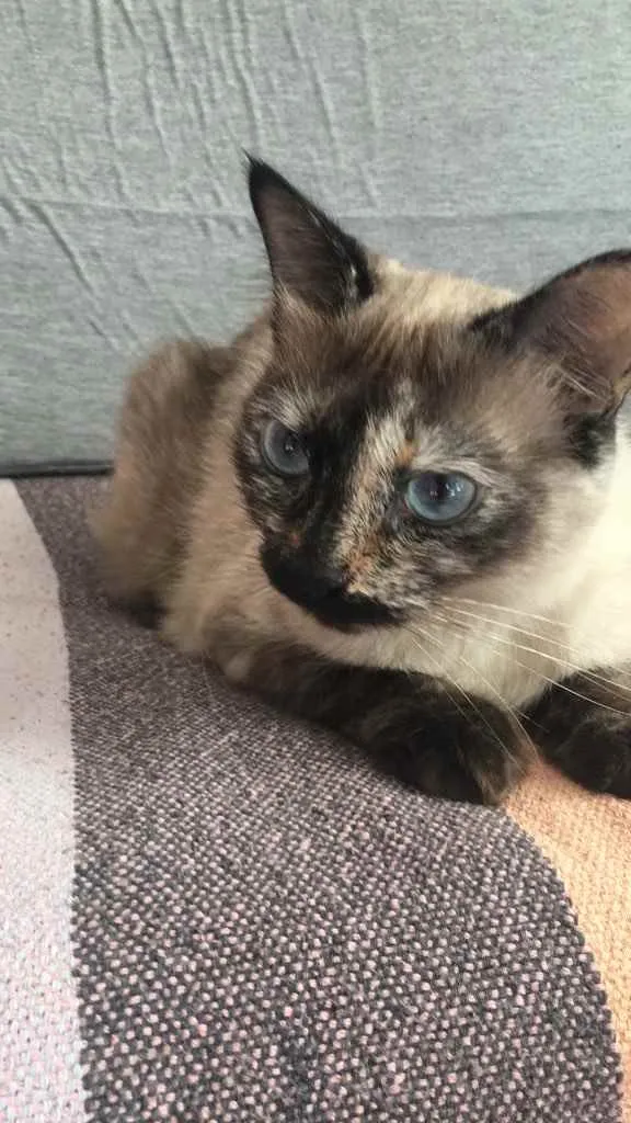 Gato ra a SRD idade 2 anos nome Luna