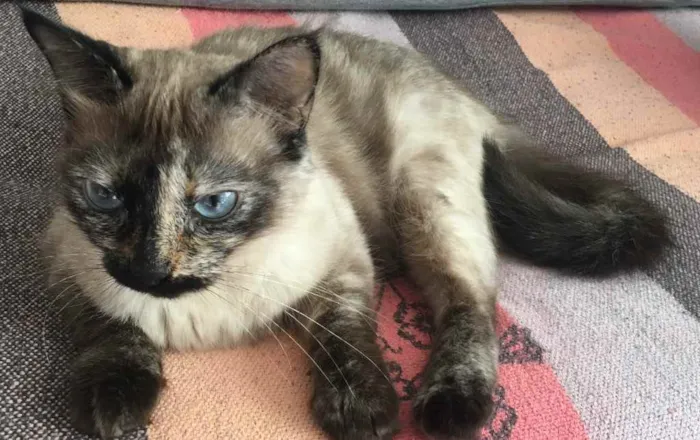 Gato ra a SRD idade 2 anos nome Luna