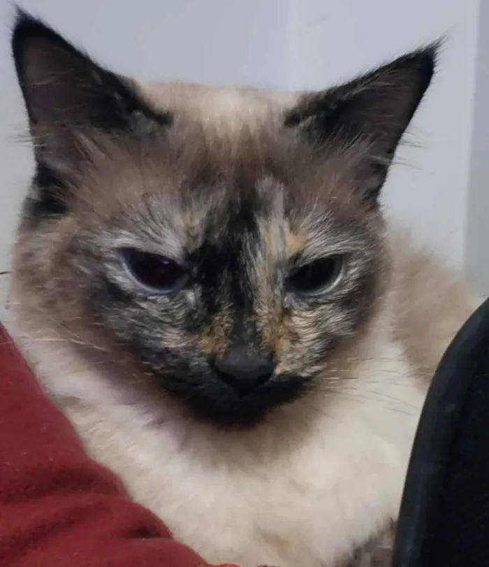 Gato ra a SRD idade 2 anos nome Luna
