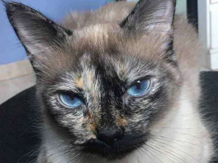 Gato ra a SRD idade 2 anos nome Luna