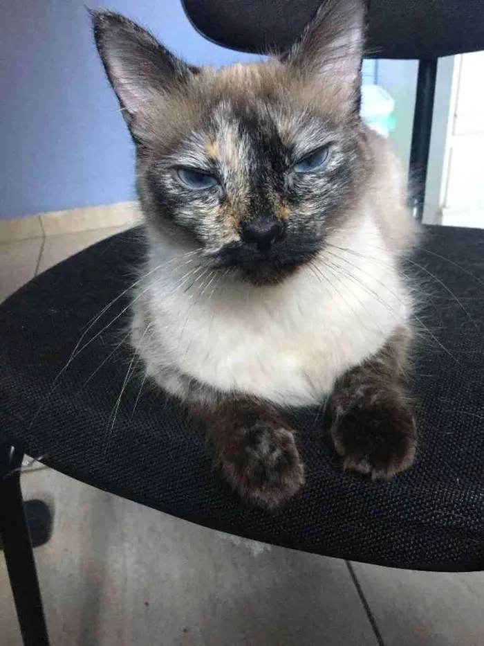 Gato ra a SRD idade 2 anos nome Luna