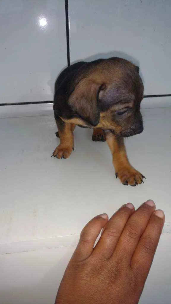 Cachorro ra a Bassê com vira lata idade Abaixo de 2 meses nome Nego