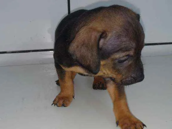 Cachorro ra a Bassê com vira lata idade Abaixo de 2 meses nome Nego