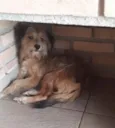 Bela