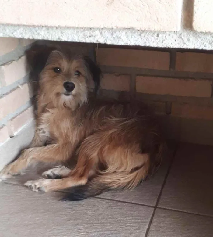 Cachorro ra a SRD idade 7 a 11 meses nome Bela