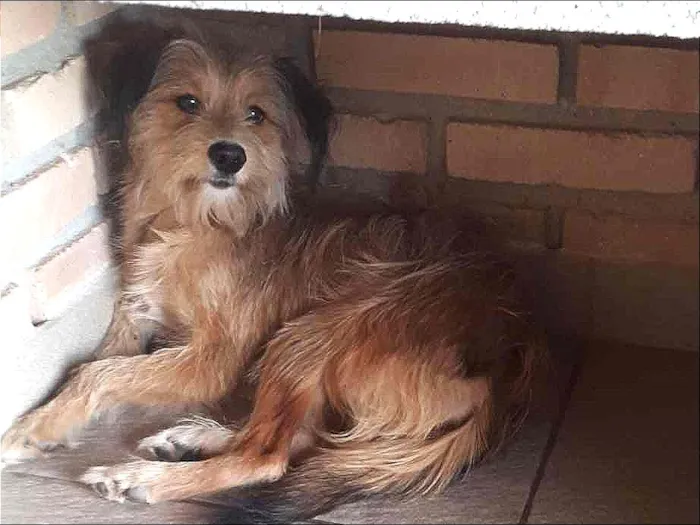 Cachorro ra a SRD idade 7 a 11 meses nome Bela
