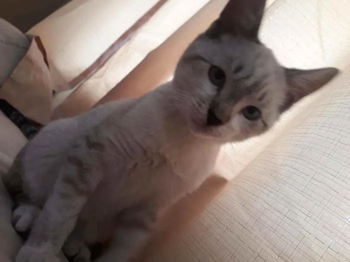 Gato ra a  idade 2 a 6 meses nome .