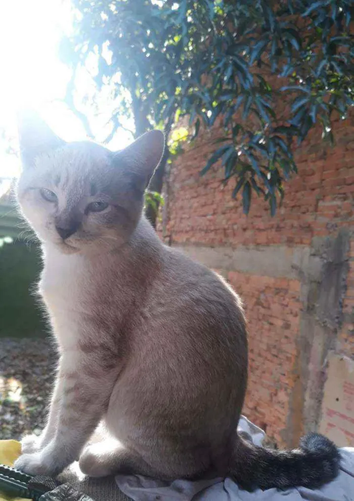 Gato ra a  idade 2 a 6 meses nome .