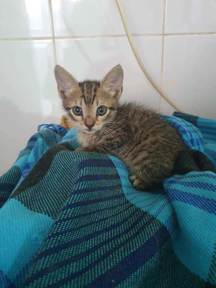 Gato ra a SRD idade Abaixo de 2 meses nome Weena