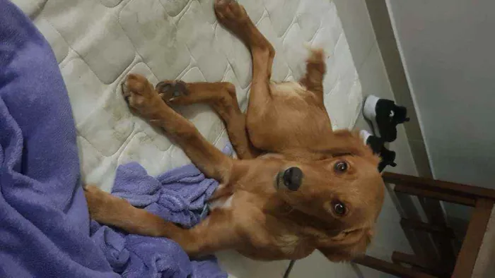 Cachorro ra a Sem raça definida  idade  nome Chloe 