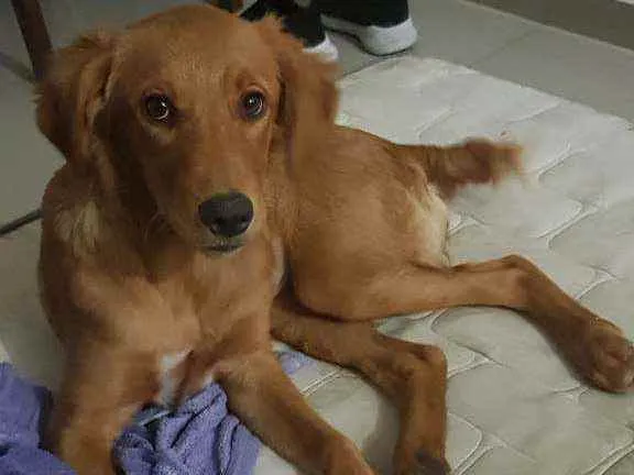Cachorro ra a Sem raça definida  idade  nome Chloe 