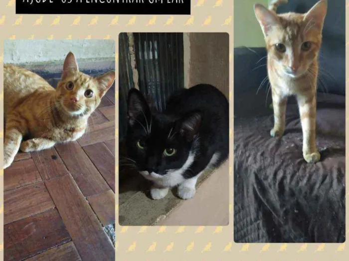 Gato ra a Vira-lata idade 7 a 11 meses nome Não tem