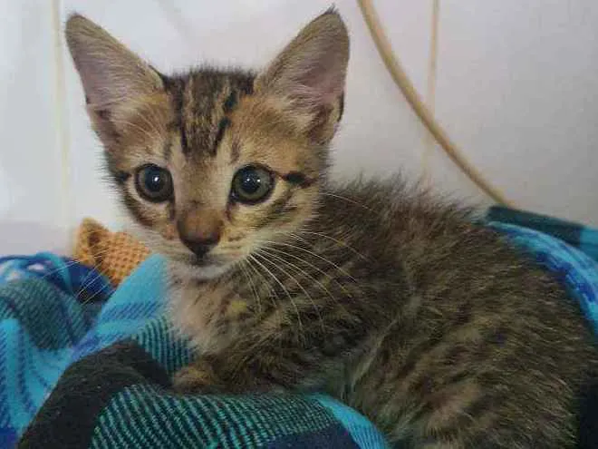 Gato ra a SRD idade Abaixo de 2 meses nome Weena