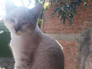 Gato raça  idade 2 a 6 meses nome .