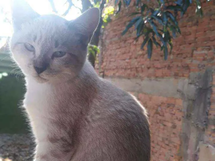 Gato ra a  idade 2 a 6 meses nome .